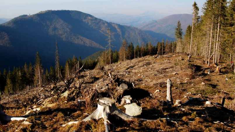 Площа лісів на душу населення скоротилася за 60 років майже в три рази