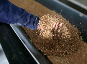 FAO Brief on the interruption of the Black Sea Grain Initiative and its potential implications on global food markets and food security