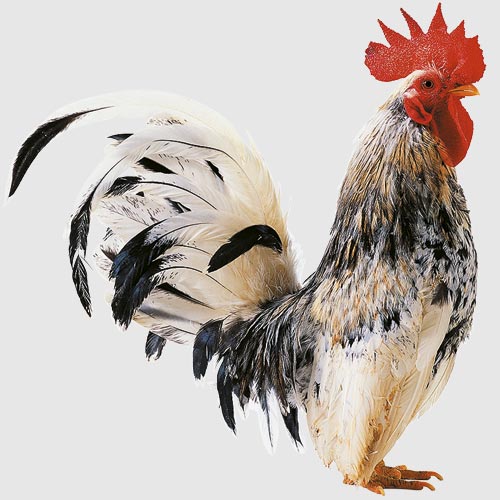 Филип Тэлон, директор по производству  компании Dawn Meats' Group