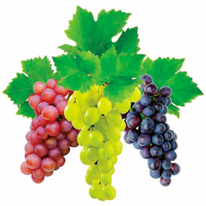 vinograd