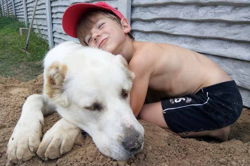 Central Asian Shepherd dog is gentle and king with her family and allowed visitors.
